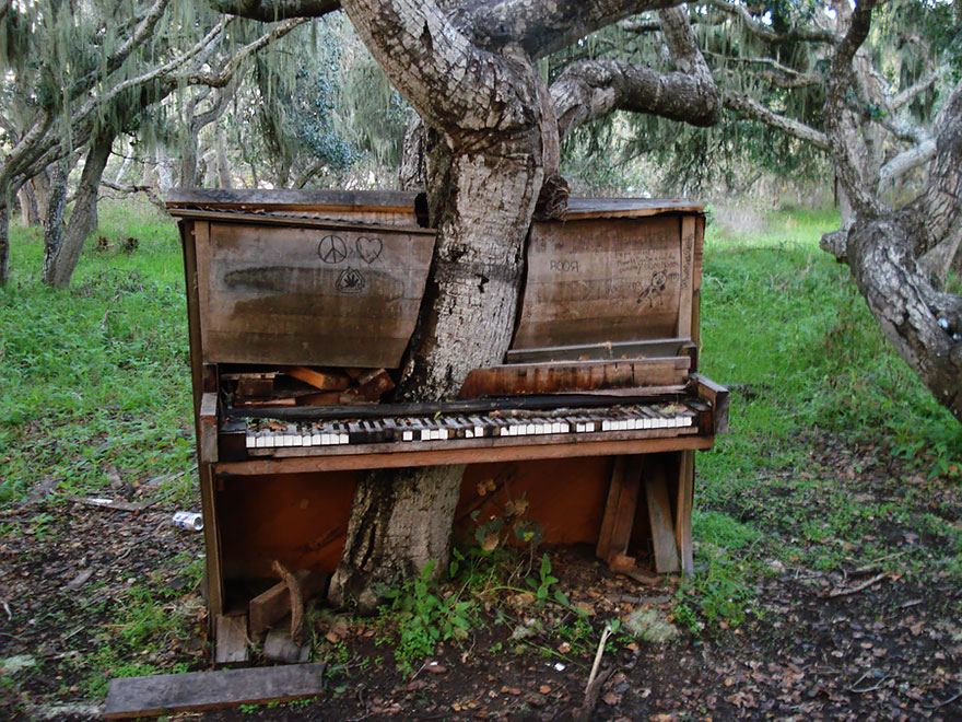 Egy zongorából kinőtt fa