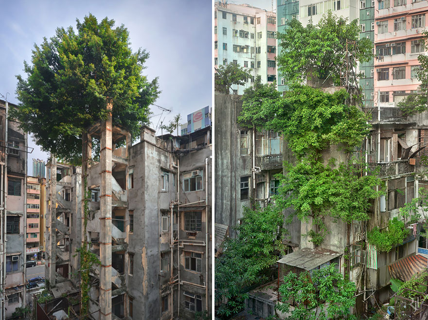 Fák telepedtek meg toronyházakon Hong Kongban