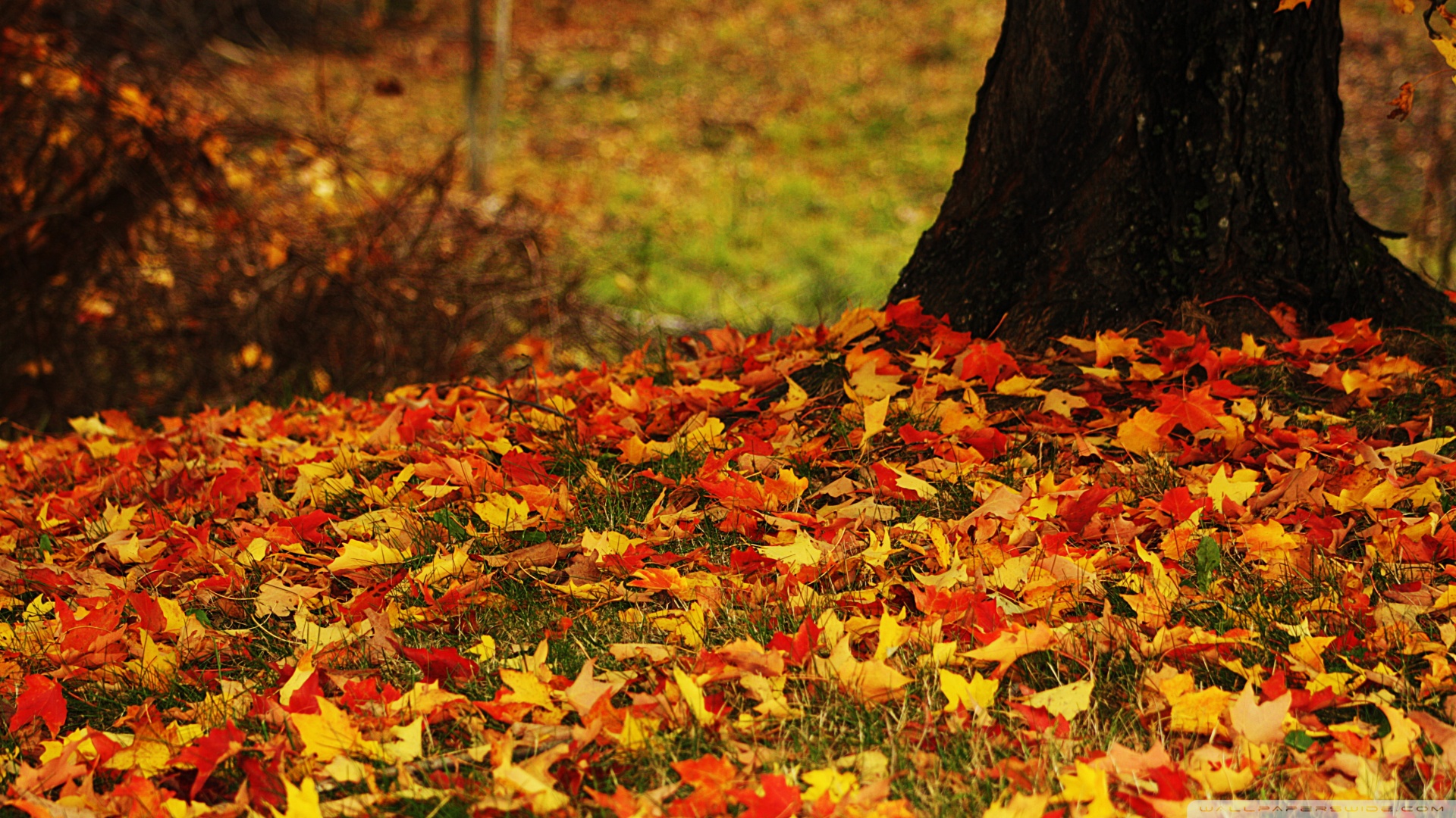 autumn-leaves-wallpaper-15644.jpg