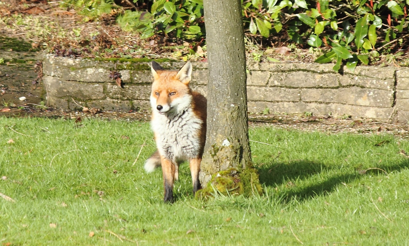 fox-in-the-garden.jpg