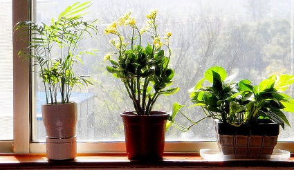 How-to-care-for-the-plants-in-holiday.jpg