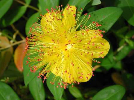 Hypericum_calycinum_5_kbCo.jpg