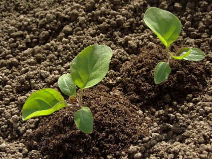 Eggplant-seedlings.jpg