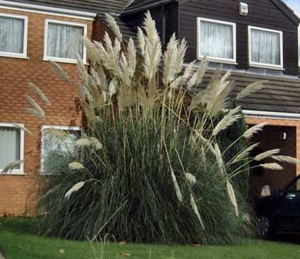 grass pampas grass2.jpg