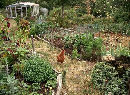 permaculture-garden.jpg