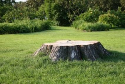ideas-garden-tree-stump-ground-800x800.jpg