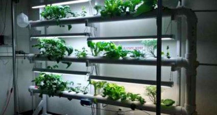 aeroponics2.jpg