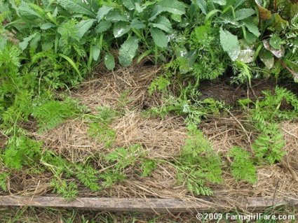 In My Kitchen Garden - thinned and mulched carrots on 6-6-09.JPG