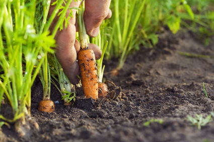 carrots1_s600x600.jpg