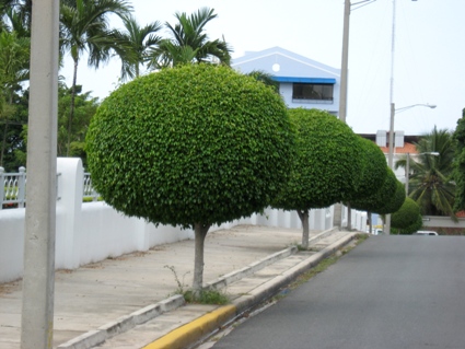 Ficus benjamina.JPG