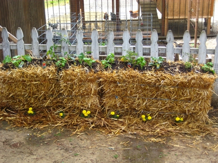 strawbale_garden2.jpg