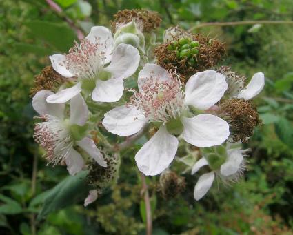 rubus-fruticosus.jpg