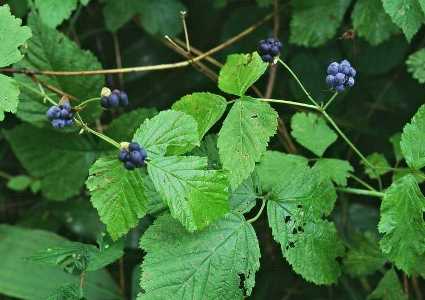 rubus_caesius.jpg