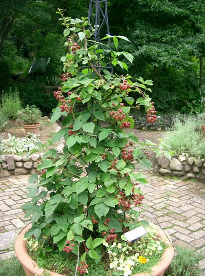 Rubus_fruticosus1.jpg