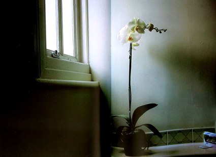 050108_orchidinthebathroom.jpg