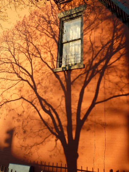 chinese scholartree.JPG