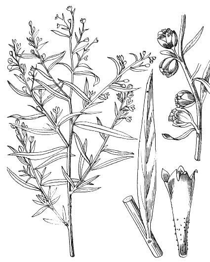 Artemisia dracunculus.gif