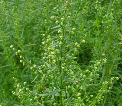 Artemisia-dracunculus-_tárkony.jpg