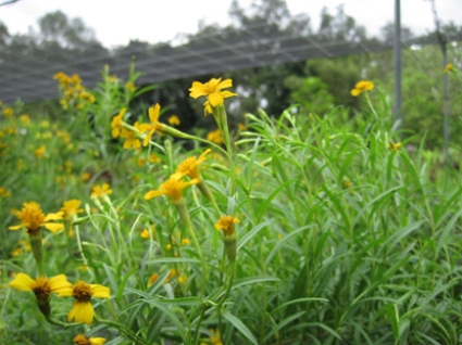 Artemisia-dracunculus.jpg