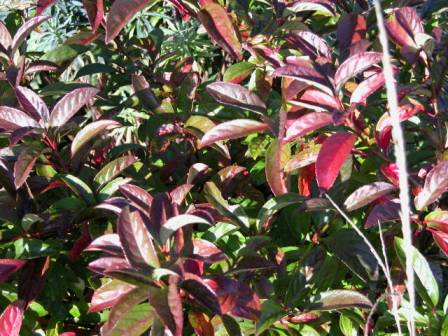 VIBURNUM HILLIERI.jpg