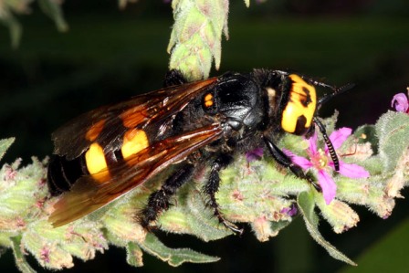 Megascolia maculata flavifrons - Sarrians 06082007_2.jpg