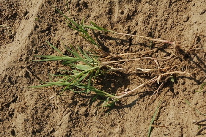 00008_agropyron_repens_1.jpg