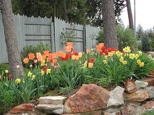country-living-tulip-garden.jpg
