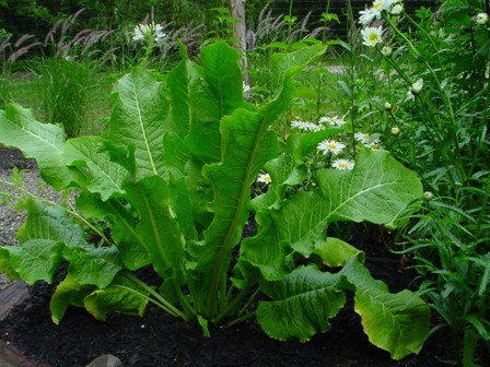 HORSERADISH-Amoracia-rusticana.jpg