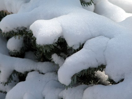 Evergreen with Snow_1.jpg