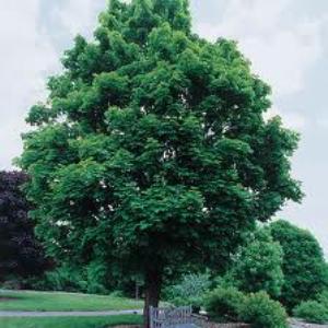 Acer platanoides.jpg