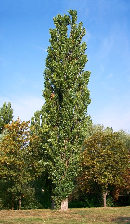 Populus_nigra.jpg