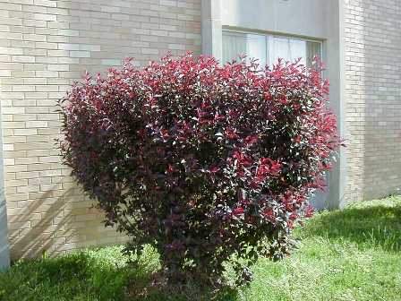 prunus-cistena.jpg