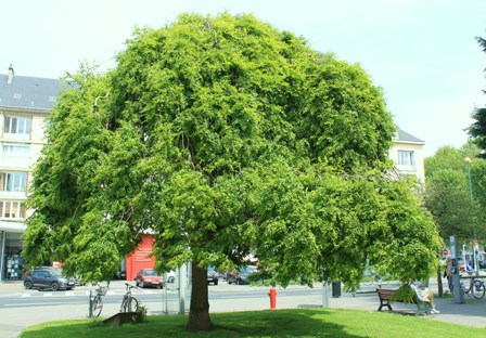 sophora_japonica_pendula.JPG