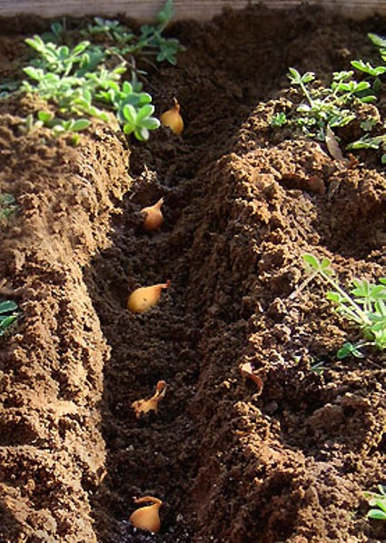 garden_onions_row2small.jpg