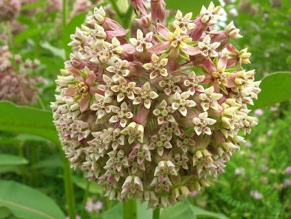 asclepias_syriaca.jpg