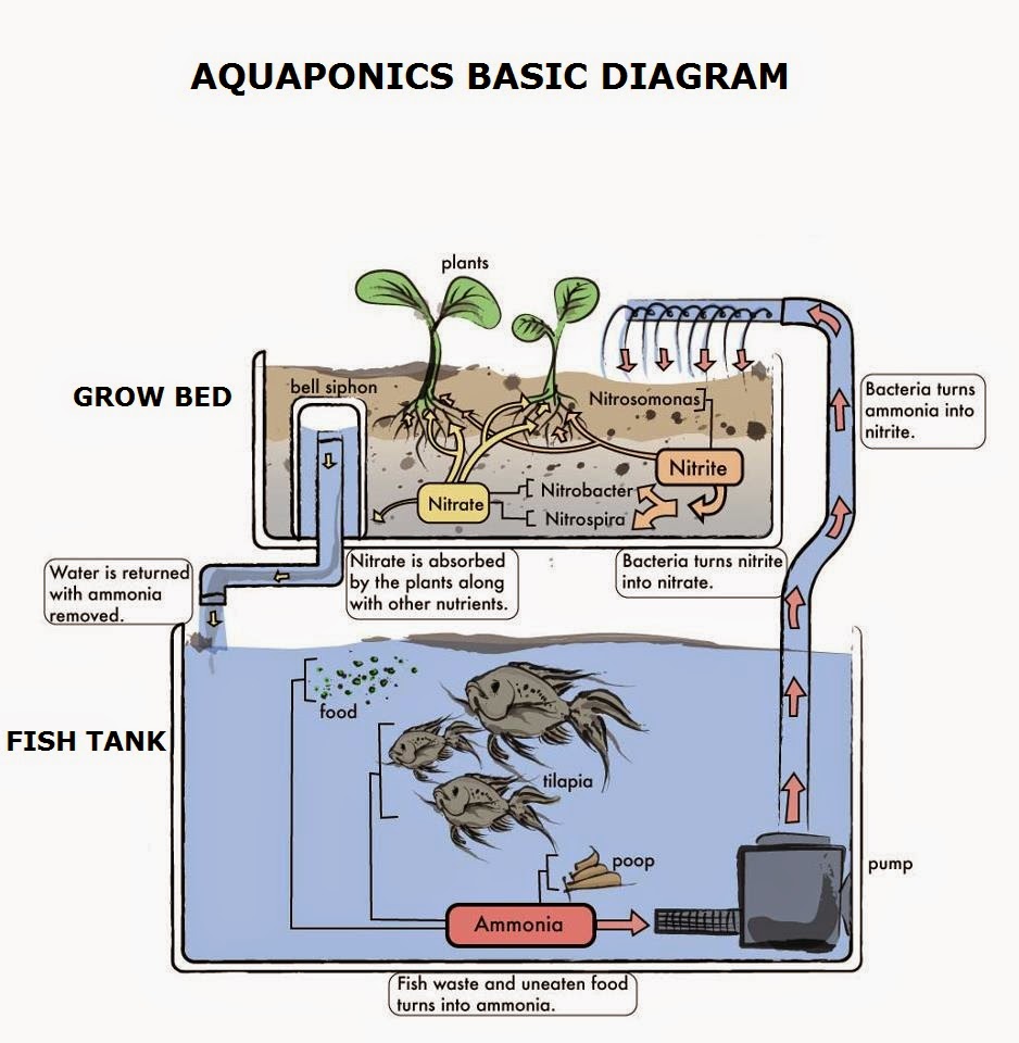 aquaponics-illustration.jpg