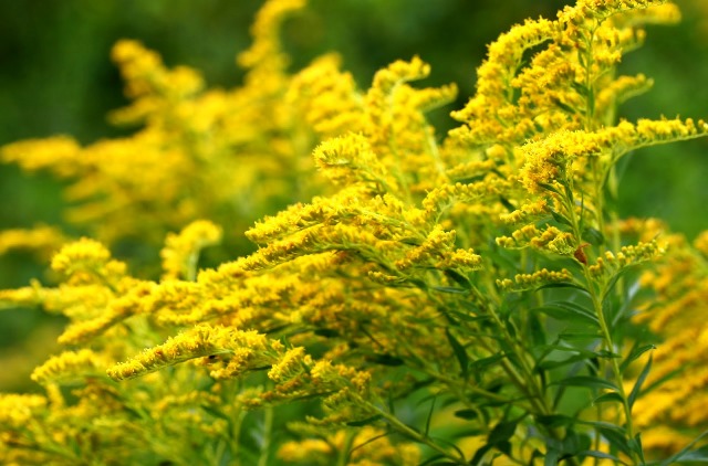 solidago.jpg