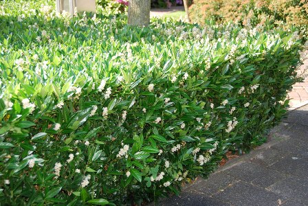 Prunus_laurocerasus_Otto_Luyken_-_05.JPG