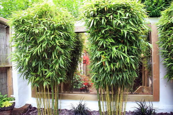 bamboo-for-decoration.jpg