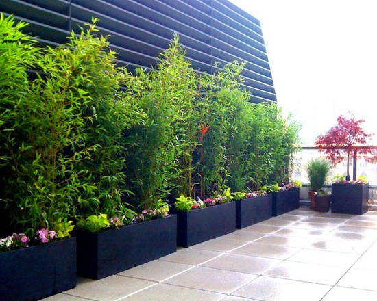 rooftop-terrace-design-ideas-bamboo-trees-in-pots.jpg