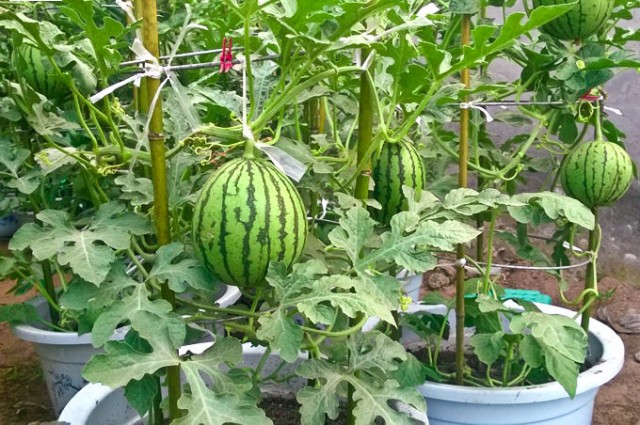 how-to-grow-watermelon-in-pot-e1457271861238.jpg