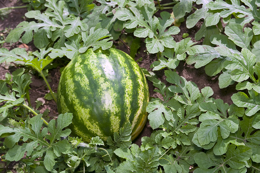 melon-small-watermelon1.jpg