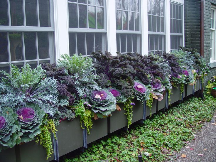 f859933ec80682e66c275c019b5917dc--fall-container-gardening-fall-containers.jpg