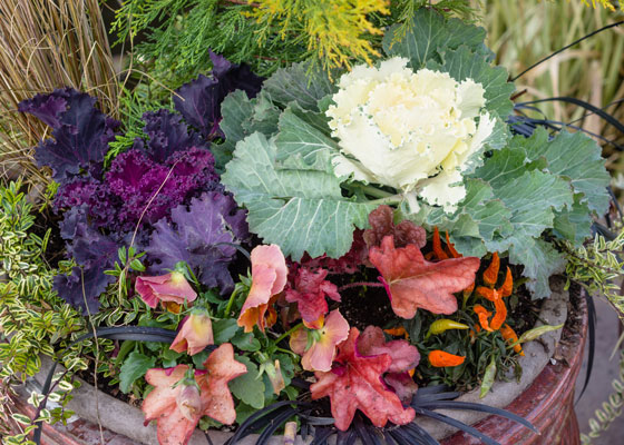 fall-container-garden-ornamental-cabbage-ss_163190240-560x400.jpg