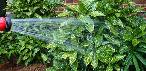 watering-plant-foliage-1.jpg