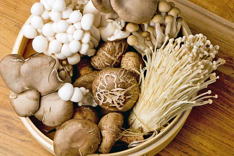 grow-your-own-delicious-mushrooms-with-these-kits.jpg