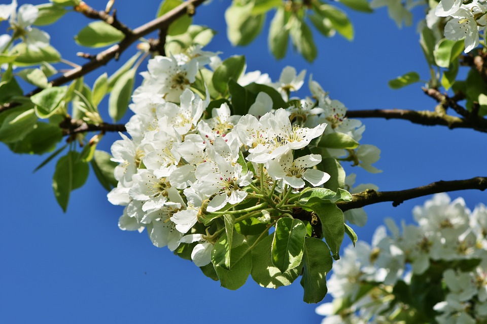 apple-blossom-3339190_960_720.jpg