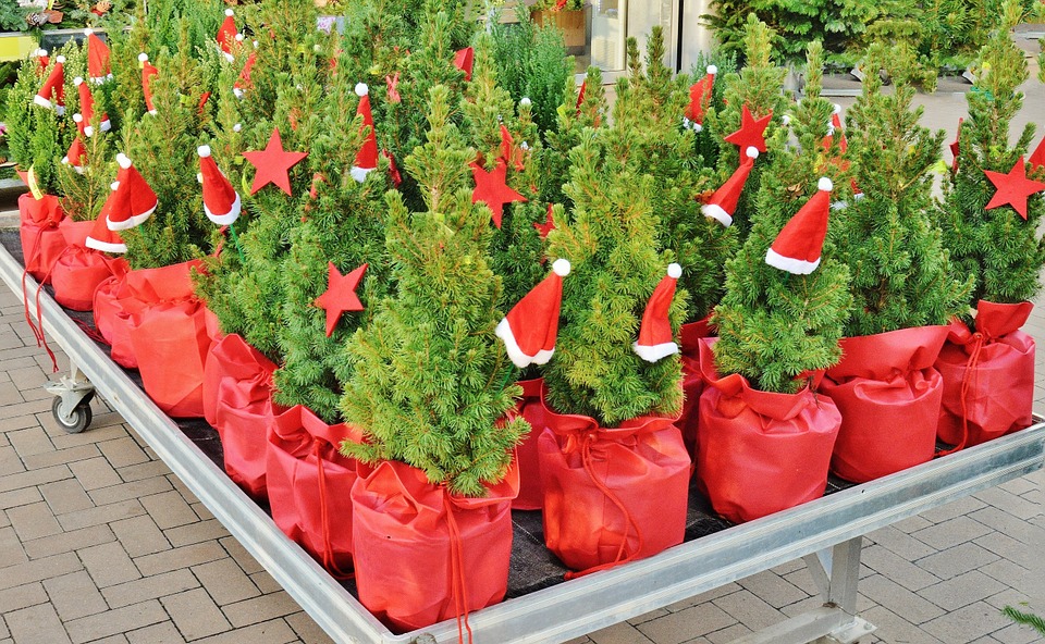 fir-trees-1043530_960_720.jpg