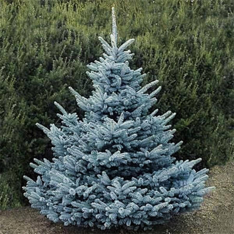 picea_pungens_super_blue_seedling_ezustfenyo.jpg