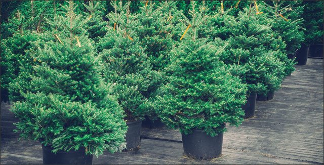 potted-christmas-tree-care.jpg